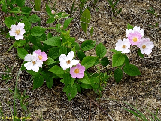 {Rosa setigera}